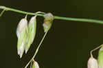 Threeflower melicgrass